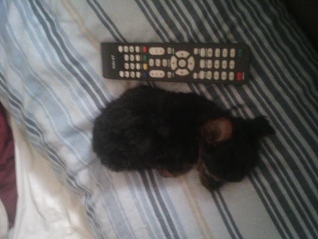 Yorkshire Terrier macho micro 2 meses 300 gramas