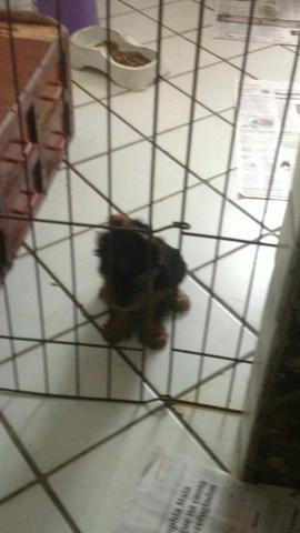 Yorkshire com 3 meses. estava reservado,Mas decedi repassar