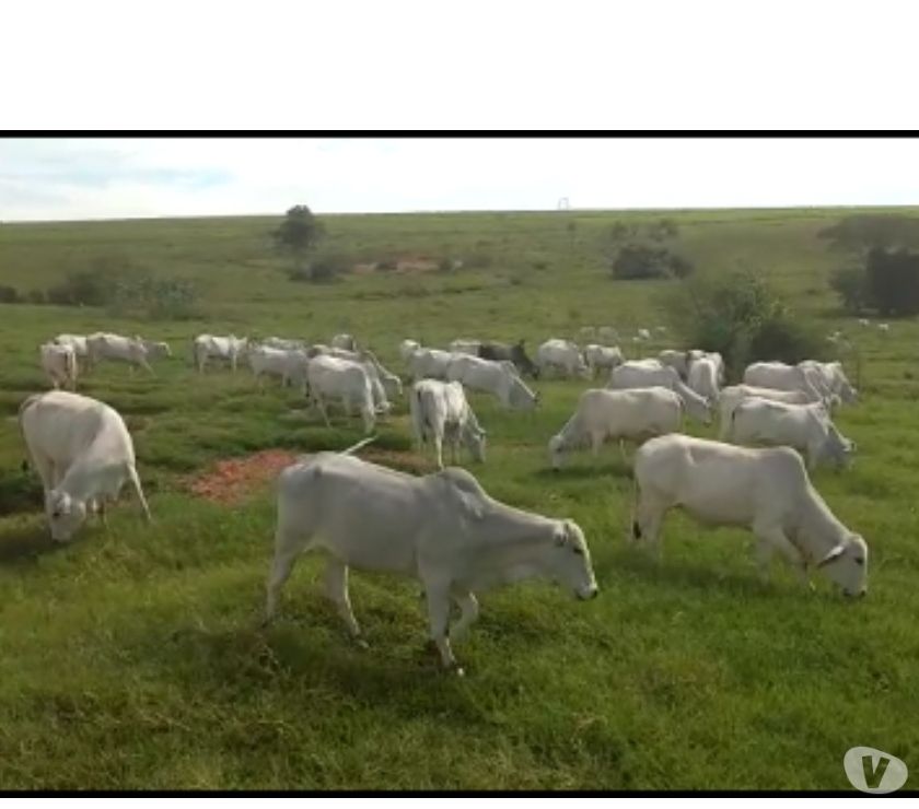 100 Novilhas Nelore PrenhasMojando