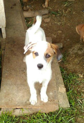 4 meses macho, para adoção