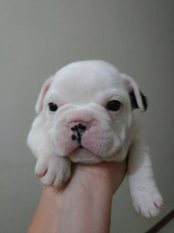 Buldogue francês fêmeas e machos