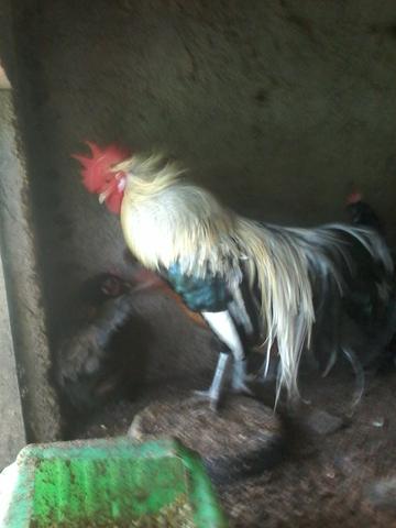 Casal de ranguinhos fênix prata.