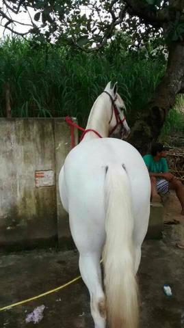 Cavalo MM