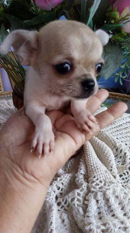 Chihuahua linhagem importada, pedigree CBKC