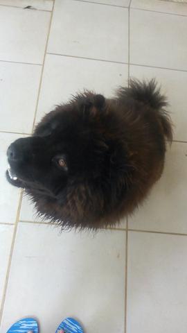 Chow chow preto lindo