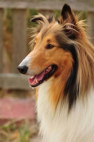 Collie Lassie