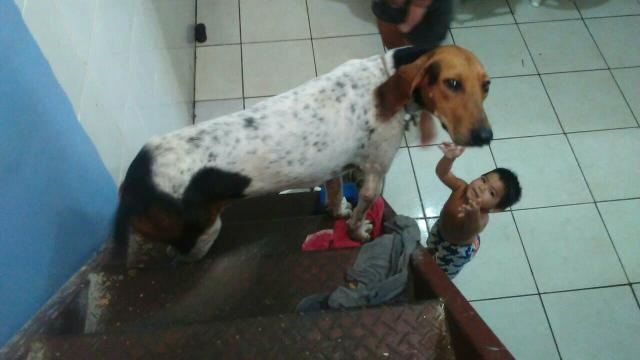 Fox hound urrador americano