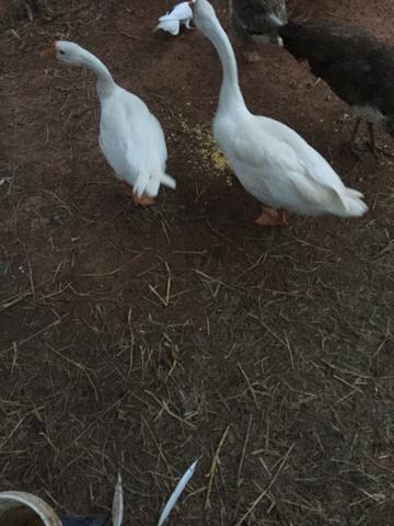 Ganços sinaleiro casal