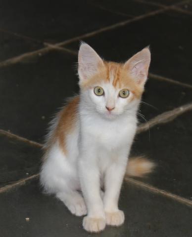 Gatinha para adoção