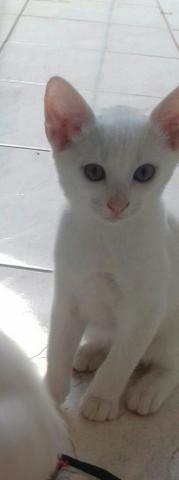 Gatinhas para adoção