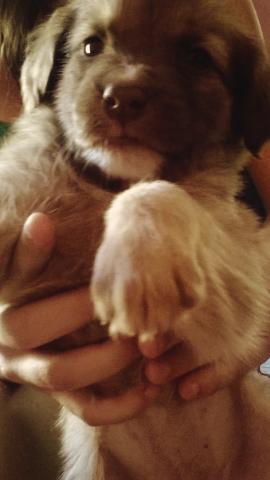 Labrador com pit bull