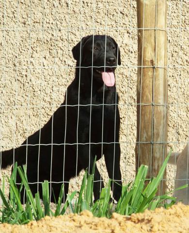 Labrador macho (preto) com pedigree