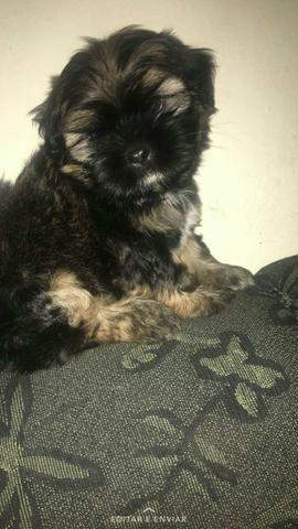 Lindo shitzu pura raça!!!!