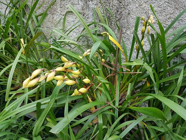 Orquideas com várias hastes florais