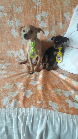 Pinscher Para mamãe um presente inesquecível