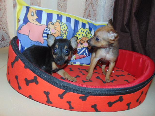 Pinscher machos 700 em 12x