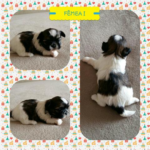 Shih Tzu Fêmeas e Machos