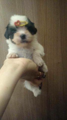 Shih Tzu fêmea micro (oportunidade)