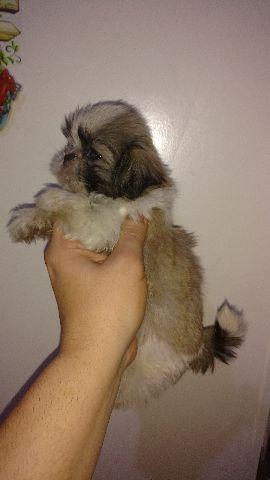 Shih Tzu macho 690.femea 950