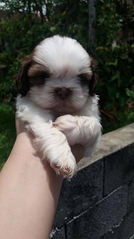 Shih Tzu nao percam