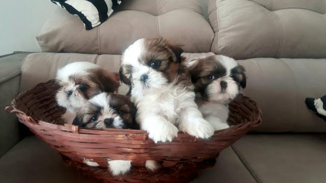 Shitzu fêmea e machos !!!