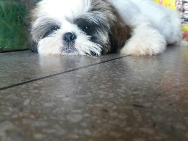 Shitzu macho. lindo e dócil