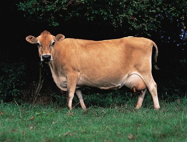 Vacas Jersey - Excelente Qualidade
