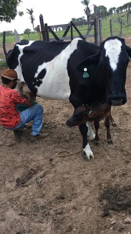 Vacas de leite!  e 20 litros