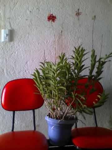 Vende - se essa linda orquídea