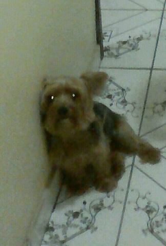 Vendo esse York puro tem 2anos e cinco mês