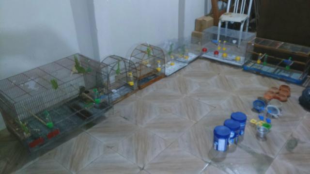 Vendo.gaiolas com.tudo