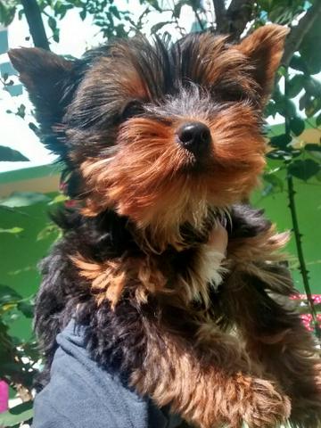 Yorkshire fêmea com pedigree CBKC