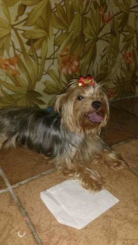 Yorkshire terrier Fêmea por Shihtzu
