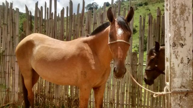 Barato potra mangalarga sem registro