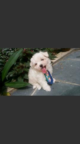 Belissimo maltes micro 2 femea e 1 machinho. 600 reais