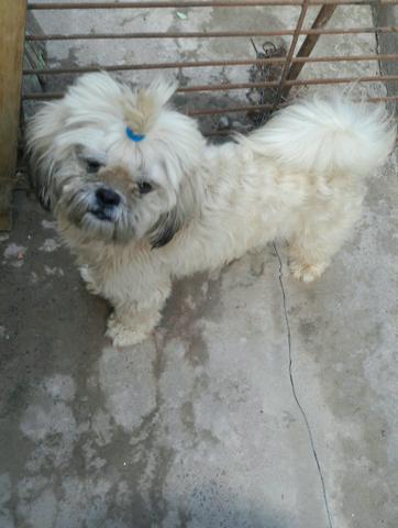 Cachorro lhasa