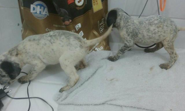 Cachorro perdigueiro vacinados