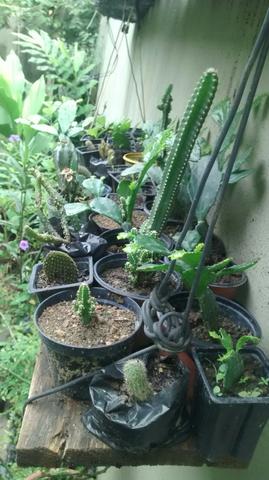 Cactus Vários Tipos e Tamanhos (Promoção)