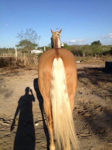 Cavalo Puro de direta