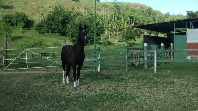 Cavalo manga larga lindo