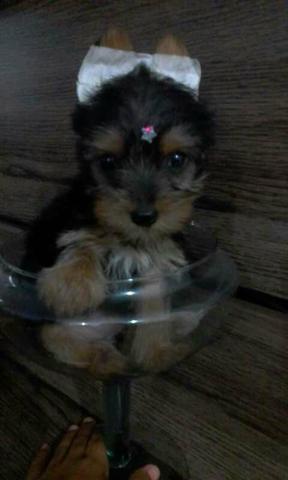 Feme york por pug macho ou shih tzu