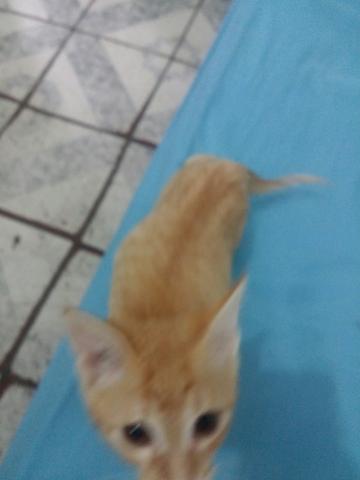 Gato macho 3 quase 4 meses