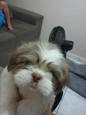 Linda fêmea shitzu micro 700 a vista