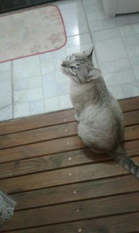 Lindo gato procurando dono.contato só pelo 