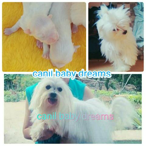 Maltês linhagem de campeões