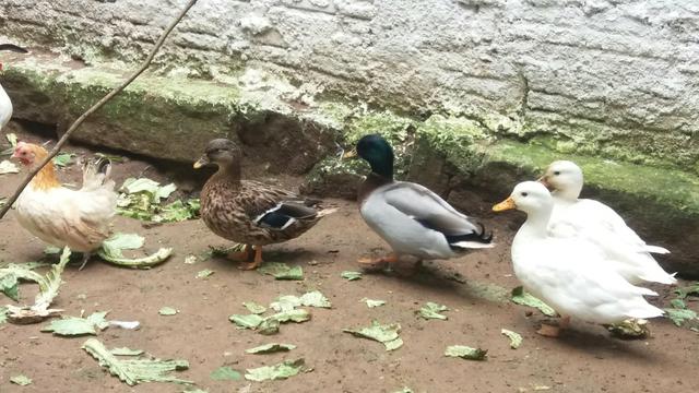 Marreco Mini Cool Gray