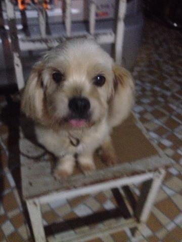 Para doação alguém que cuide bem