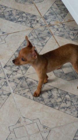 Pinscher