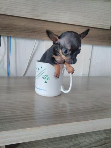 Pinscher miniatura