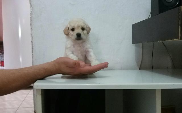 Poodle BEM MIUDINHA! !!!!!